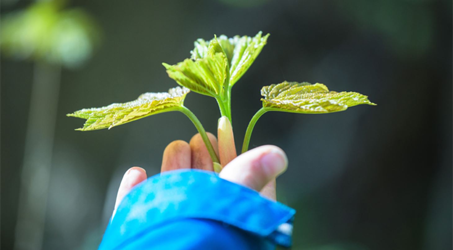 Børnehånd holder en plante i naturen